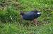 Purple Swamphen (Porphyrio porphyrio) � Pedro Besc�s