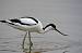 Pied Avocet (Recurvirostra avosetta) � Pedro Besc�s