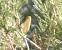 Melodious Warbler (Hippolais polyglotta) � Roger Fornos
