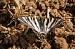 Scarce Swallowtail (Iphiclides podalirius) � Antoni Marin�