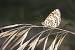 Spotted Fritillary (Didymaeformia didyma) � Joan Estrada Bonell