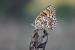 Knapweed Fritillary (Cinclidia phoebe) � Joan Estrada Bonell