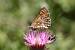 False Heath Fritillary (Melitaea diamina) � Joan Estrada Bonell