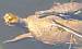 Mediterranean Turtle (Mauremys leprosa) � Roger Fornos