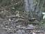 Red-necked Nightjar (Caprimulgus ruficollis) � Camilo Albert Fern�ndez