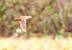 Common Quail (Coturnix coturnix) � Camilo Albert Fern�ndez