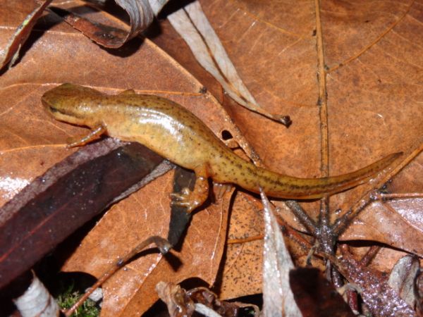 Tritó palmat  - Xavier Higueruelo