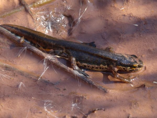 Tritó palmat  - Xavier Higueruelo