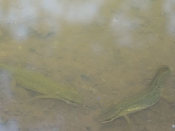 Tritó palmat  - Xavier Higueruelo