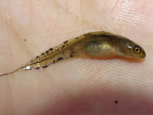 Tritó verd  - Xavier Higueruelo