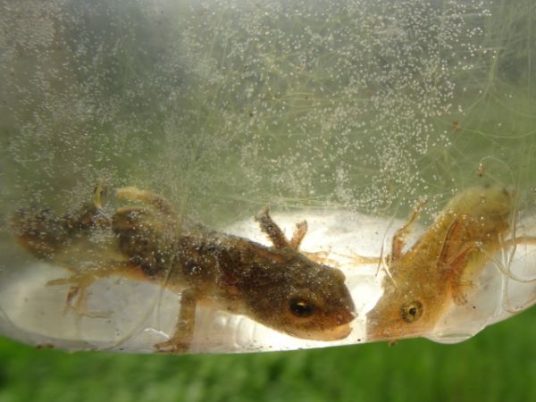 Tritó verd  - Xavier Higueruelo