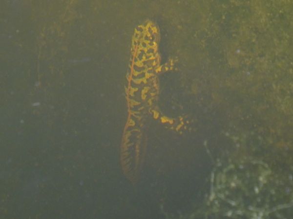 Tritó verd  - Xavier Higueruelo