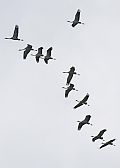 Common Crane - Matti Morelli