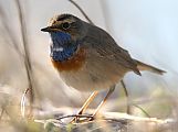 Bluethroat - Matti Morelli