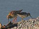 Ruff - Matti Morelli