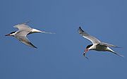 Common Tern - Matti Morelli