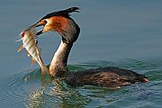 Great Crested Grebe - Matti Morelli