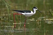 Black-winged Stilt - Matti Morelli