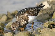 Ruddy Turnstone - Matti Morelli