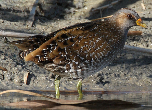 Spotted Crake - © Patrick Donini