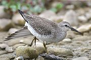 Red Knot - Matti Morelli