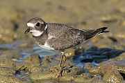 Common Ringed Plover - Matti Morelli