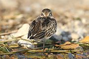 Dunlin - Matti Morelli
