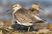 Red Knot - Matti Morelli