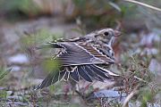 Lapland Longspur - Matti Morelli