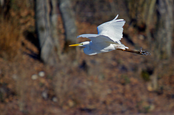 Great Egret - � Pascal Curty
