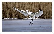 Great Egret - Olivier Jean-Petit-Matile