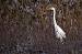 Great Egret - � Pascal Curty