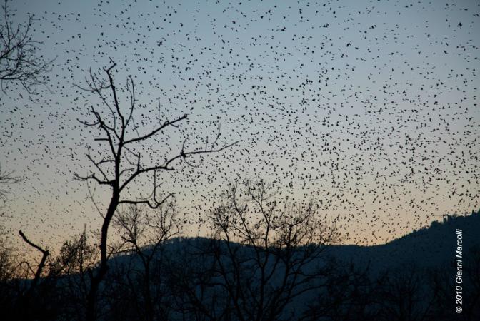 Brambling - � Gianni Marcolli