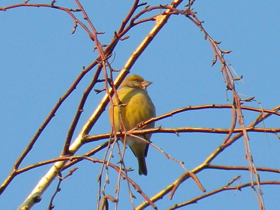 European Greenfinch - � Mirko Tomasi