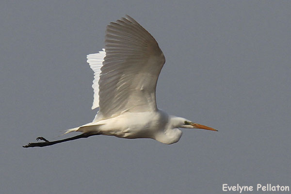Great Egret - � Evelyne Pellaton
