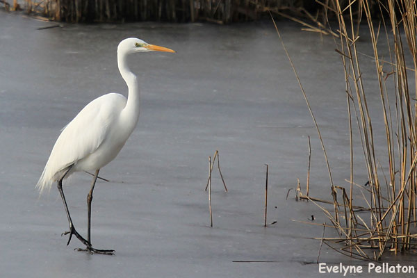 Great Egret - � Evelyne Pellaton