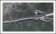 White-throated Dipper - Olivier Jean-Petit-Matile