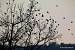 Brambling - � Gianni Marcolli