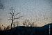Brambling - � Gianni Marcolli