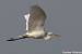 Great Egret - � Evelyne Pellaton