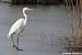 Great Egret - � Evelyne Pellaton
