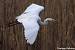 Great Egret - � Evelyne Pellaton
