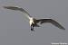 Great Egret - � Evelyne Pellaton