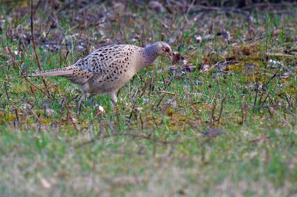 Common Pheasant - � Pascal Curty