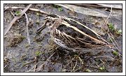 Jack Snipe - Olivier Jean-Petit-Matile