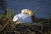 Cigno reale � Pascal Curty