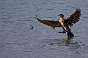 Cormorano � Pascal Curty