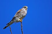 Gheppio � Pascal Curty