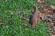 Starna � Pascal Curty