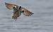 Eurasian Teal (Anas crecca) � Bernard Machetto